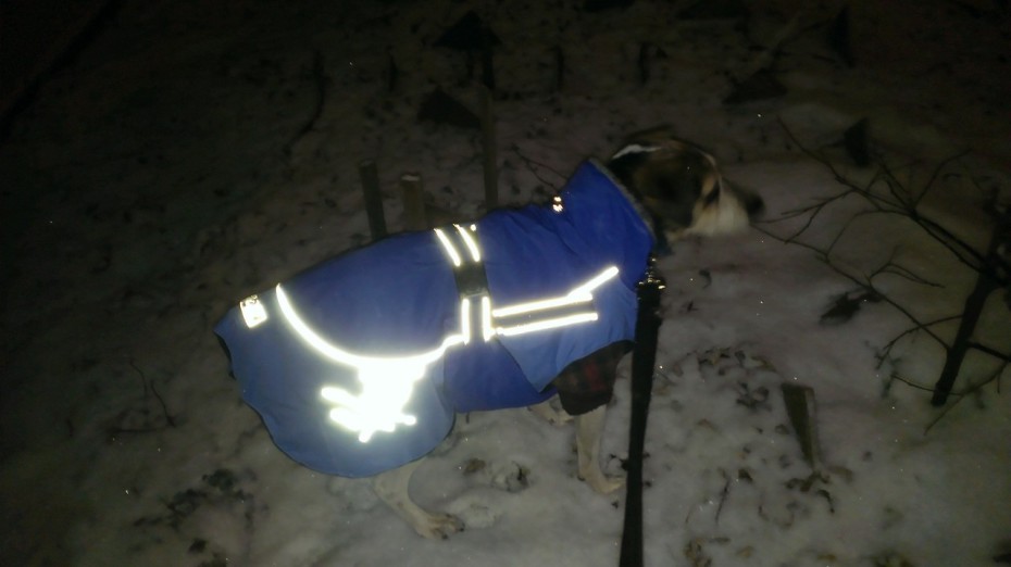 And here we have...Max in two coats. In the snow.